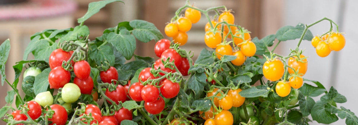 Tomato Sweet and Sturdy Grace.jpeg